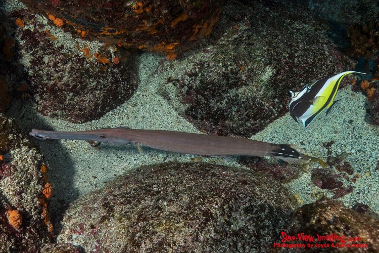 This species is famous for its “shadow hunting” behavior — trailing larger fish to disguise its approach before striking at prey. This clever camouflage technique is one of the reasons trumpetfish are so fascinating to divers and marine biologists. A Pacific Trumpetfish swimming closely alongside a Moorish Idol in the Galápagos.