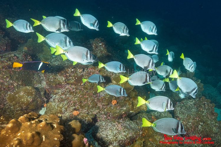 Yellowtail Surgeonfish are well known for their calm schooling behavior and their tendency to glide past divers in impressive numbers. Their combination of bold coloration and defensive razor spines makes them a signature species of Galápagos underwater life. A school of Yellowtail Surgeonfish swimming past scuba divers in clear Galápagos water.