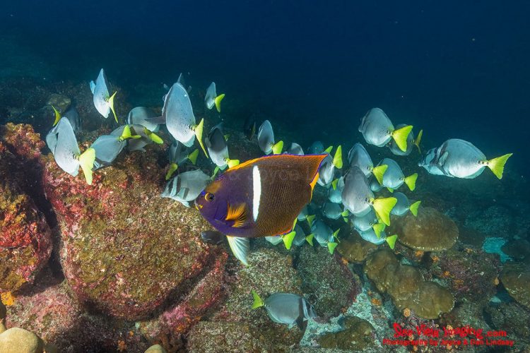 This species is famous for gathering in large feeding schools, grazing algae from rocks while moving as a single, synchronized mass. Their distinctive yellow tails and scalpel‑like spines help identify them instantly among Galápagos reef fish. A dense group of Yellowtail (Razor) Surgeonfish and a King Angelfish grazing and swimming in the current along a rocky slope.