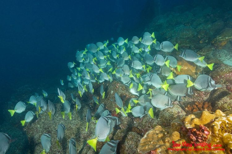 Yellowtail Surgeonfish are well known for forming tight, fast‑moving schools that sweep across Galápagos reefs in coordinated waves. Their bright yellow tails and razor‑sharp defensive spines make them one of the most recognizable and iconic reef fish in the islands. A large school of Yellowtail Surgeonfish with bright yellow tails swimming together above a rocky Galápagos reef.