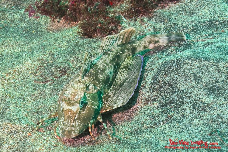 The Galápagos sea robin is well known for its dramatic, wing‑like pectoral fins, which it flares to startle predators and communicate. This striking display makes the species one of the most visually distinctive bottom‑dwellers in the islands. A Galápagos sea robin resting on the sandy seafloor with its large pectoral fins spread open.