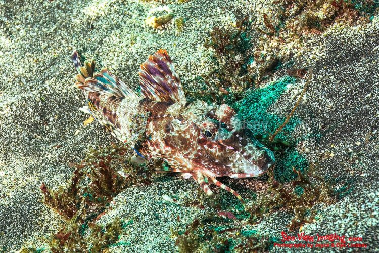 Sea robins are known for their unusual ability to “walk” on the seafloor using modified fin rays that act like fingers. This quirky behavior is one of the reasons the Galápagos population is so memorable to divers and marine biologists. A Galápagos sea robin using its separated lower fin rays to “walk” along the sandy bottom.