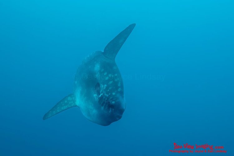 The Mola, or ocean sunfish, is famous for its enormous size, unusual disk‑shaped body, and habit of rising from deep, cold waters to visit cleaning stations — a behavior seen spectacularly at Punta Vicente Roca. This rare encounter highlights why the Galápagos is one of the world’s best places to see these elusive giants up close. A large Mola, or ocean sunfish, swimming near the rocky cliffs of Punta Vicente Roca in the Galápagos.
