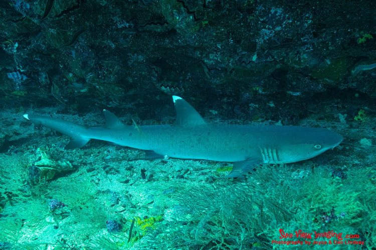 These sharks are famous for their unusual habit of resting motionless on the seafloor, often gathering in small groups during the day. This relaxed behavior, combined with their distinctive white‑tipped dorsal fins, makes white‑tip reef sharks one of the most iconic and approachable species in the Galápagos. A white‑tip reef shark lying still on the sandy seafloor in the Galápagos.