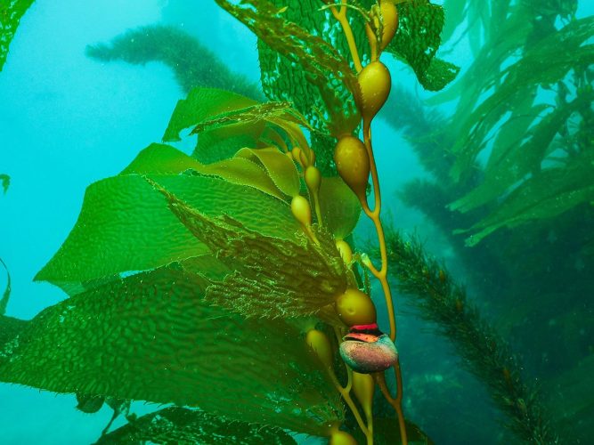 An underwater view of a vibrant California giant kelp forest, highlighting the gas-filled pneumatocysts (float bulbs) that lift the fronds toward the sunlight, with a colorful Norris's top snail clinging to a stipe. Underwater photograph of a sunlit giant kelp forest in California. Bright green kelp blades extend from a vertical stipe, held upright by bulbous, oval-shaped green pneumatocysts. A small Norris's top snail with a reddish-brown shell and a bright orange-red foot is perched on one of the kelp bulbs against a turquoise ocean background.