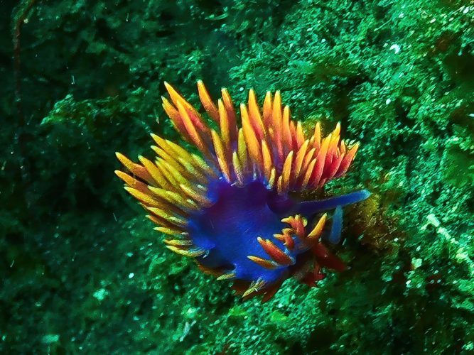 A colorful nudibranch (sea slug) slowly navigating the reef. Macro photograph of a brightly colored nudibranch sea slug crawling on marine growth on a reef in Southern California.