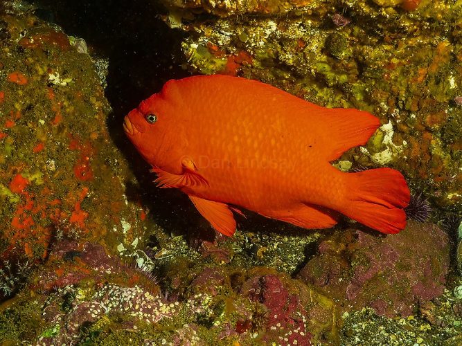 Up close with California’s unmistakable state marine fish. Side profile close-up view of a bright orange Garibaldi fish underwater against a rocky background.