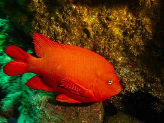 A bright orange Garibaldi keeps a watchful eye over its rocky reef territory. Vibrant orange adult Garibaldi fish swimming closely over a rocky reef covered in small invertebrates in the Channel Islands.