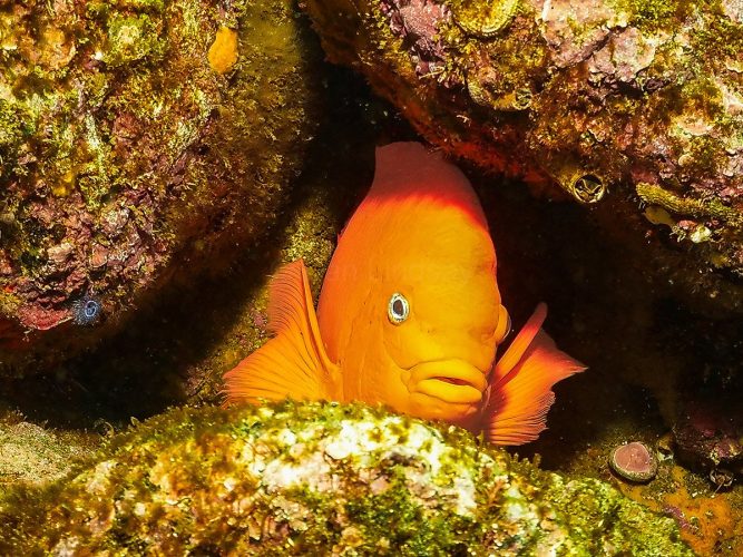 Peering out from its shelter: A brilliant orange Garibaldi (Hypsypops rubicundus) guards its rocky territory nestled deep within a California reef structure. Underwater close-up photograph of a bright, solid-orange Garibaldi fish facing the camera while peeking out from a dark, narrow crevice between textured reef rocks. The surrounding rocks are covered in golden, brown, and green algae and small marine growth. The sunlit top of the fish's head and its distinct white-ringed eye are sharply in focus against the shadowy cave opening.