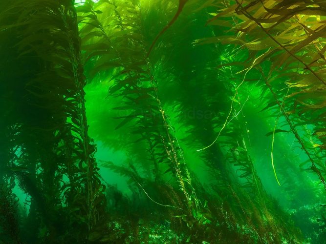 A wide-angle view deep inside a dense California Giant Kelp (Macrocystis pyrifera) forest, where towering stipes rise from the seafloor to create a rich, emerald-green marine ecosystem. Underwater wide-angle photograph capturing the interior of a thick giant kelp forest. Numerous vertical, rope-like kelp stipes with long, textured amber-green blades rise like trees from the rocky seafloor, stretching toward the surface. The water column is filled with a dense, layered canopy of kelp foliage, diffusing the sunlight into a rich, glowing emerald and lime-green hue throughout the entire scene.