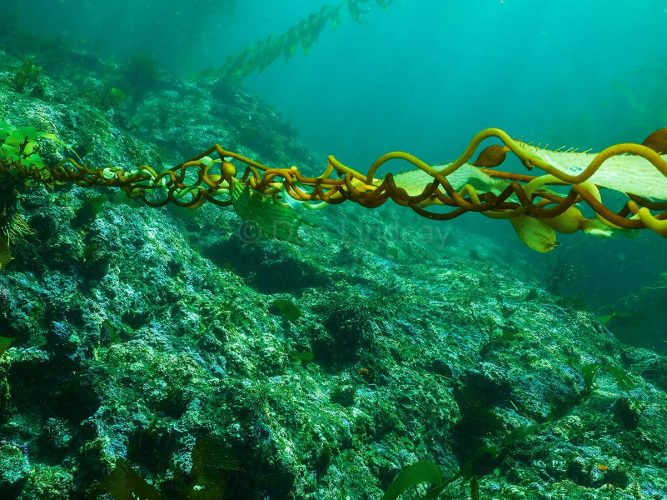A long, rope-like stipe of California Giant Kelp (Macrocystis pyrifera) stretches horizontally across the frame, showcasing its unique spiraling tendrils above an algae-covered rocky reef. Underwater wide-angle photograph of a thick, golden-brown giant kelp stipe extending horizontally across the upper middle section of the frame. The stipe features a highly textured, curly, and spiraling design with small oval pneumatocysts starting to form. Below it, a massive, sloped rocky reef covered in dense green and teal algae stretches into the distance under clear, sunlit turquoise water.