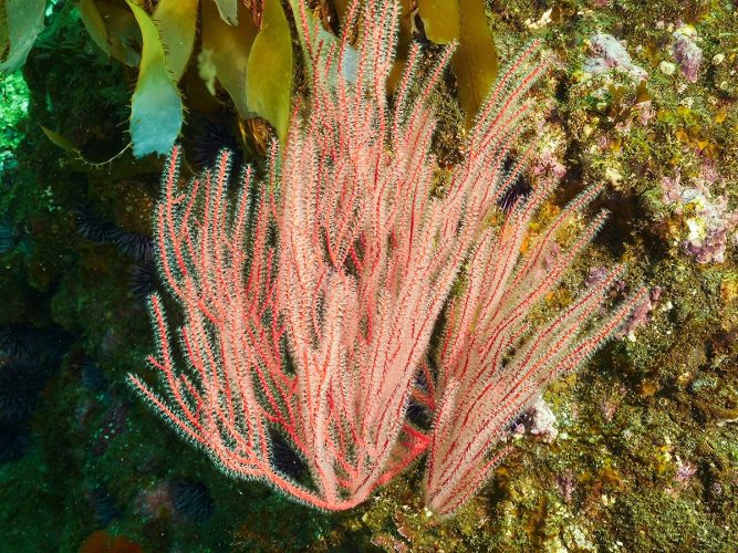 A vibrant California Red Gorgonian (Muricea californica) extends its intricate, branch-like fan structure from a rocky reef wall, surrounded by kelp and purple sea urchins. Underwater close-up photograph of a bright reddish-pink California red gorgonian coral growing on a textured rocky reef. The sea fan features complex, branching stems covered in tiny, fuzzy white polyps. It sits against a dark, algae-covered rock wall, with smooth amber-green kelp blades at the top.