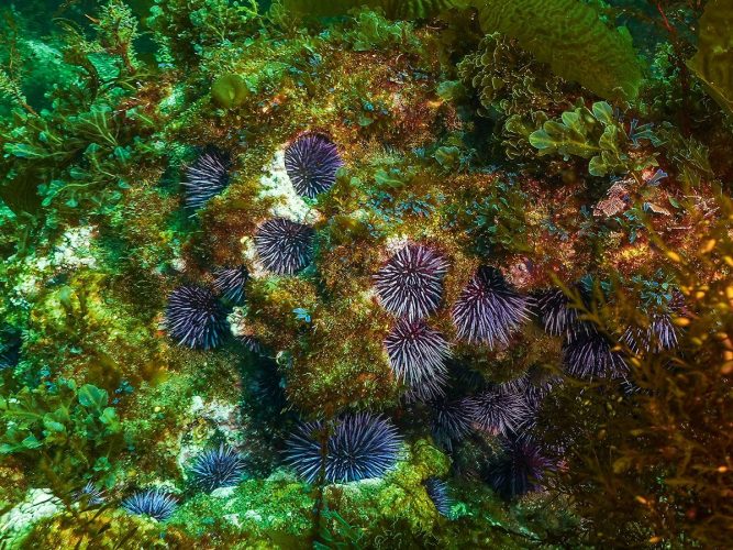 A cluster of Purple Sea Urchins (Strongylocentrotus purpuratus) tucked into the crevices of a rocky reef structure beneath the kelp canopy, surrounded by diverse species of marine algae. Underwater close-up photograph of a rocky reef covered in a dense colony of round, spiky purple sea urchins. The urchins have vibrant, sharp purple spines and are nestled into the natural depressions and crevices of the rock. The surrounding reef surface is covered in rich green, brown, and red marine algae and small seaweed.