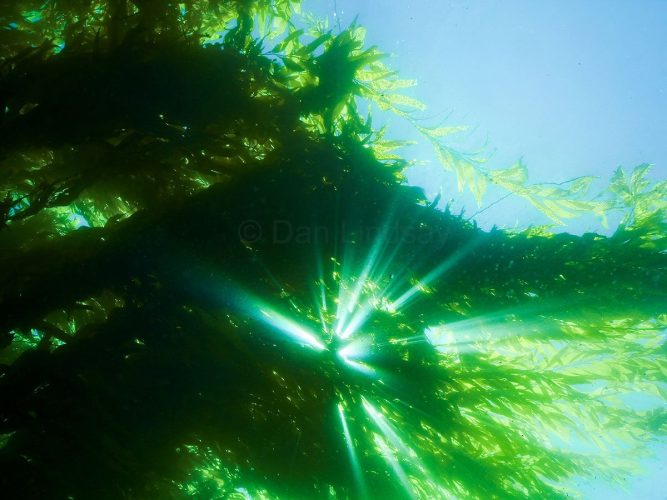 Dramatic sun rays pierce through a dense surface canopy of California Giant Kelp (Macrocystis pyrifera), illuminating the underwater forest with a striking cathedral-light effect. Low-angle underwater photograph looking up toward the ocean surface through a heavy canopy of Giant Kelp. Dense, dark green silhouettes of kelp blades cover the left and center of the frame, blocking the light. In the lower center, a brilliant burst of sunlight breaks through a gap in the foliage, sending sharp, radiant white and light-green sunbeams cutting through the turquoise water. Loose fronds drift in the clear, sunlit open water on the right.