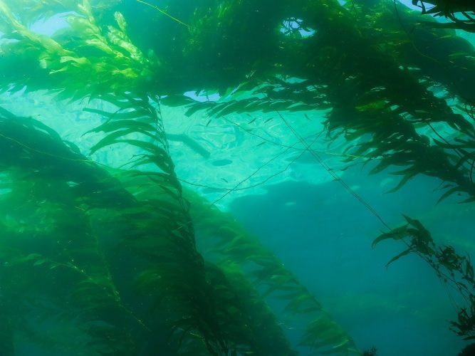 Looking up through the towering fronds of a California Giant Kelp (Macrocystis pyrifera) forest as they reach the surface, creating a dense canopy that filters sunlight into the turquoise waters below. Underwater wide-angle photograph looking upward at a Giant Kelp canopy just below the ocean surface. Massive, leafy green kelp stipes and fronds rise diagonally from the deep water, spreading out across the top of the frame to create a dense ceiling of amber and green foliage. Bright sunlight ripples through the clear turquoise water in the center, illuminating the intricate texturing of the floating kelp blades.