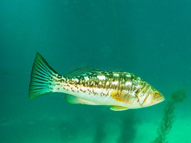 A Kelp Bass (Paralabrax clathratus), also known as a Calico Bass, hovering gracefully in the open water column just outside the edge of a California kelp forest. Underwater side-profile photograph of a Kelp Bass swimming in clear turquoise water. The fish has an elongated body with a striking checkerboard pattern of dark olive-brown and white patches along its back, a white belly, and golden rings around its eyes. Its translucent fins show hints of yellow, and the dark shapes of a kelp bed are visible in the soft-focus background below.