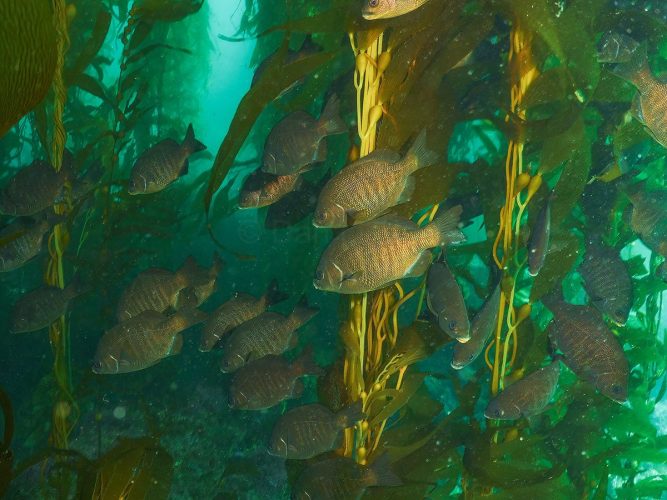 A school of Black Surfperch (Embiotoca jacksoni) seeks shelter and food among the towering stipes and amber blades of a California giant kelp forest. Underwater photograph of a school of Black Surfperch swimming through a dense giant kelp forest in California. The fish have oval-shaped, dark bronze and brown bodies with faint vertical bars. They are gathered around bright yellow-green kelp stipes and bulbous pneumatocysts, with thick amber kelp blades filtering the sunlight in clear, turquoise water.