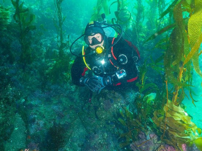 Dive buddy Dale Burrows maintains perfect buoyancy while navigating through a dense canopy of giant kelp. The clear, sunlit water beautifully highlights the vibrant marine growth blanketing the reef below. Underwater photograph of a male scuba diver, Dale Burrows, hovering horizontally in a lush kelp forest. He is wearing a black drysuit with red trim, a black hood, a mask, and thick diving gloves. A yellow second-stage regulator is in his mouth, and a compact camera or dive light is mounted to his forearm. He is framed by towering green and golden kelp stipes and fronds, with a rocky reef covered in colorful algae and small marine life visible beneath him in clear turquoise water.