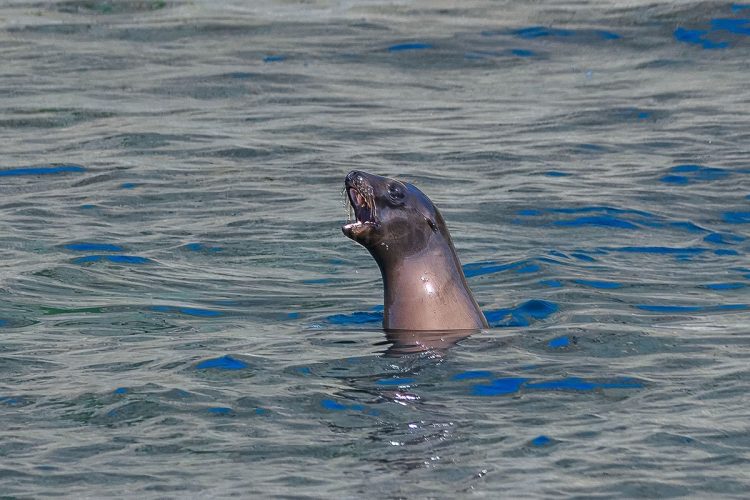 A California sea lion breaking the surface to vocalize in the waters of the Channel Islands. A single California sea lion with its head and neck extended straight out of the choppy ocean water, holding its mouth wide open as if barking or vocalizing.