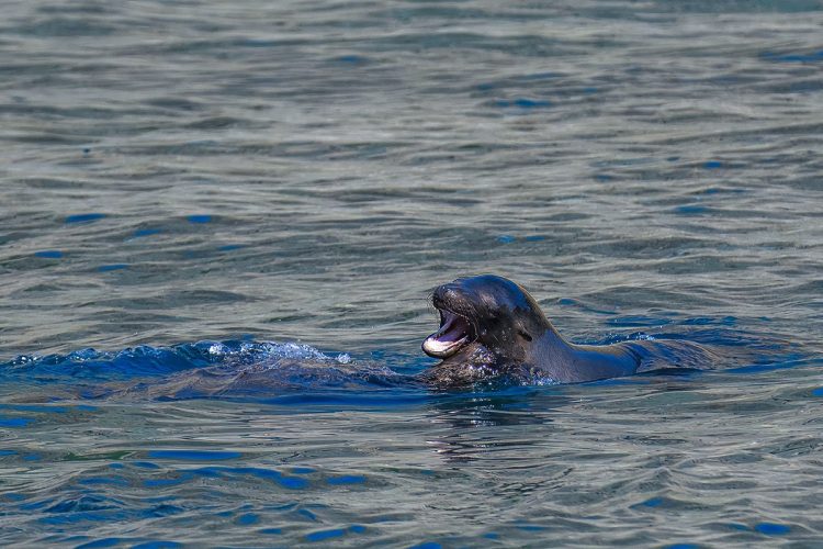 A curious California sea lion pops its head above water to check out the boat. California sea lion floating at the ocean surface, looking directly into the camera with the Channel Islands coastline visible in the background.