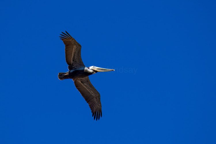 A California Brown Pelican glides effortlessly overhead through a cloudless blue sky at the Channel Islands. Underside view of a California Brown Pelican soaring diagonally across the frame, fully extending its large wings against a solid, bright blue sky background.