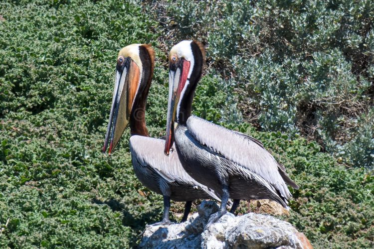 A pair of adult California Brown Pelicans in striking breeding plumage perched on a rocky outcrop in the Channel Islands. Two adult California Brown Pelicans standing side-by-side in profile on a white rocky ledge, displaying yellow heads, dark brown necks, and long bills against a background of green coastal vegetation.