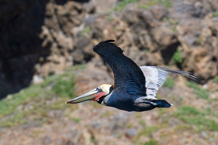 A California Brown Pelican displaying vibrant peak breeding colors as it glides past the coastal cliffs of the Channel Islands. Side view of a California Brown Pelican soaring horizontally in mid-flight with its wings partially raised, highlighting its yellow crown, distinctive red-orange throat pouch, and grey-brown wings against a blurred rocky background.