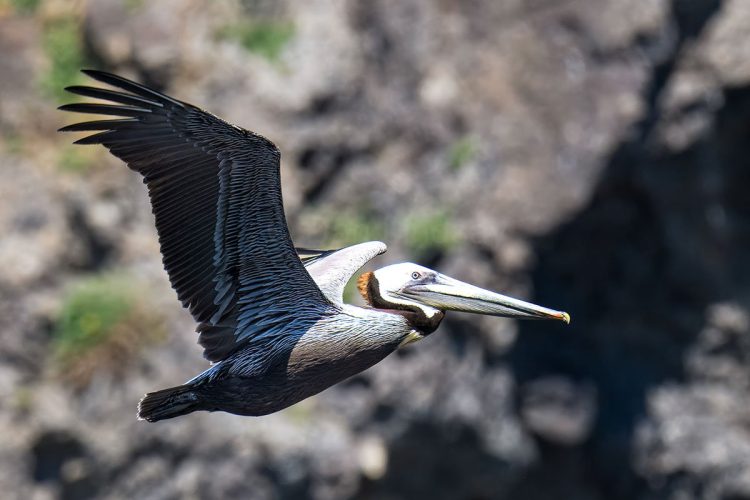 An adult California Brown Pelican showcasing its striking breeding plumage while soaring along the rugged cliffs of the Channel Islands. Side profile of a California Brown Pelican in mid-flight with its wings upraised, showing its distinct white head, dark brown neck, and large bill against a blurred background of rocky coastal cliffs.