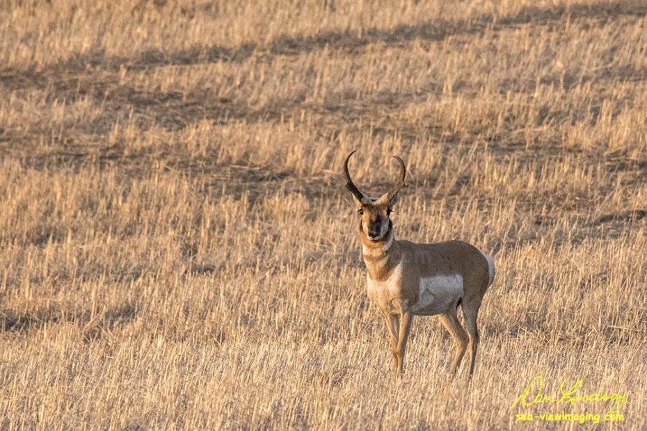Montana