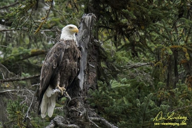 Seward, Alaska